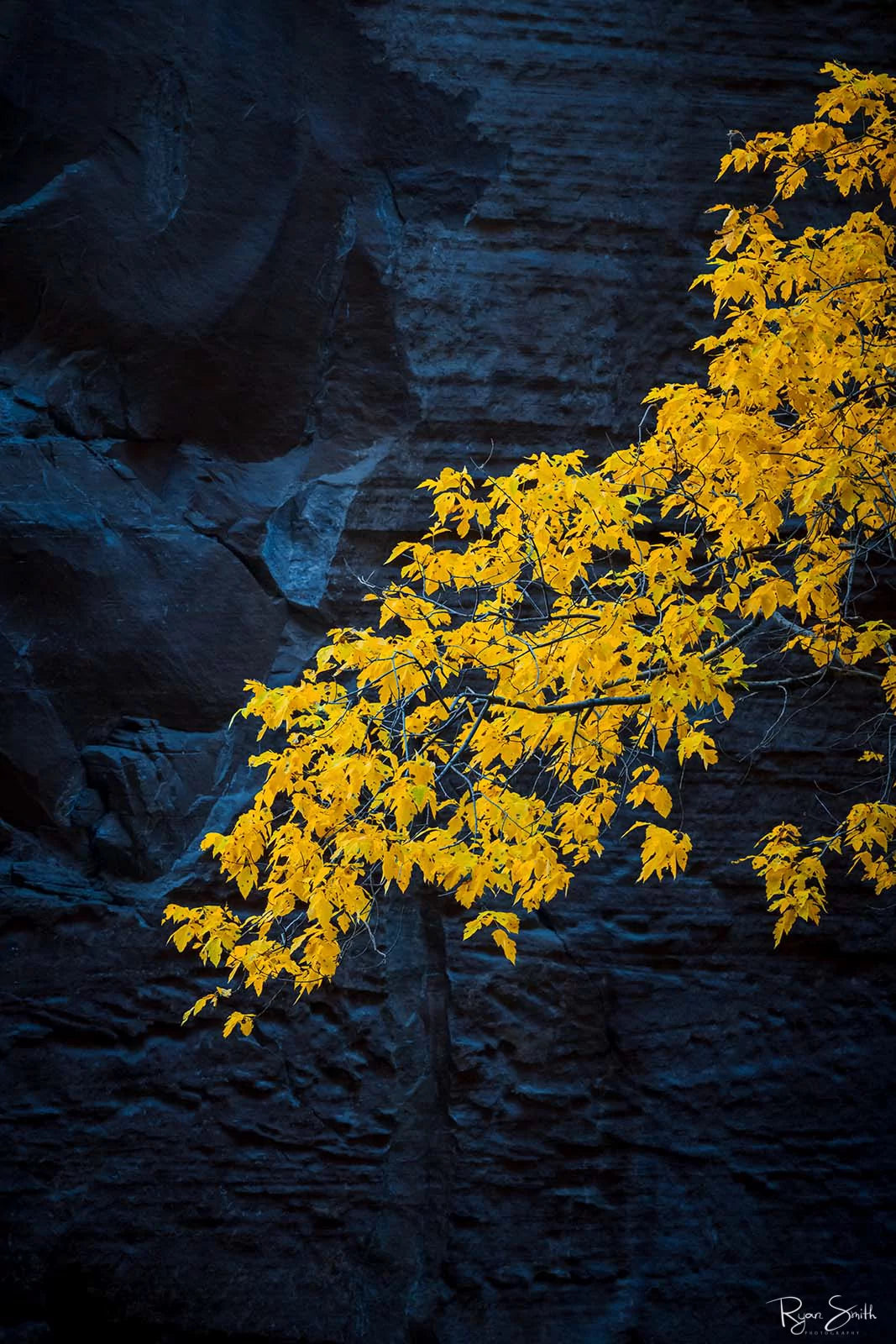 Crescendo - Zion National Park
