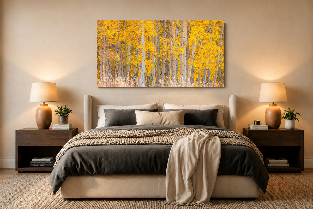Fray | Aspen Tree Photography for Sale - Ridgway, CO
