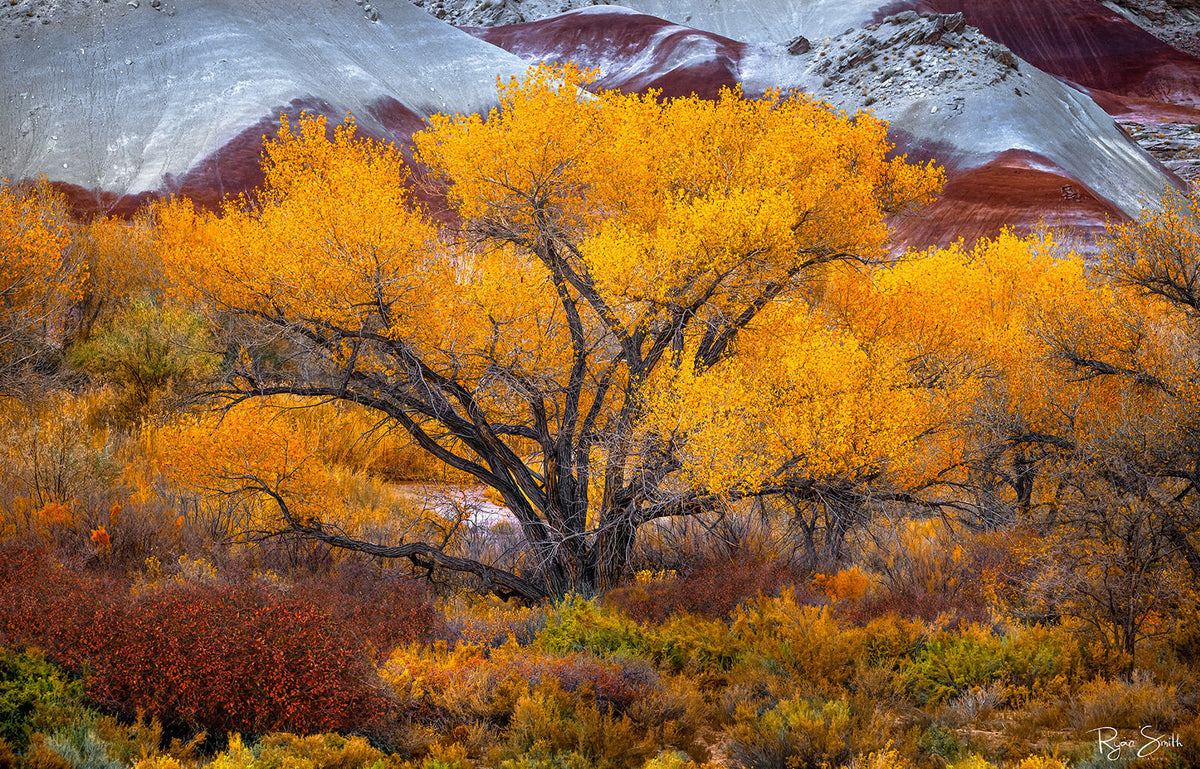 Majestic - Capital Reef National Park