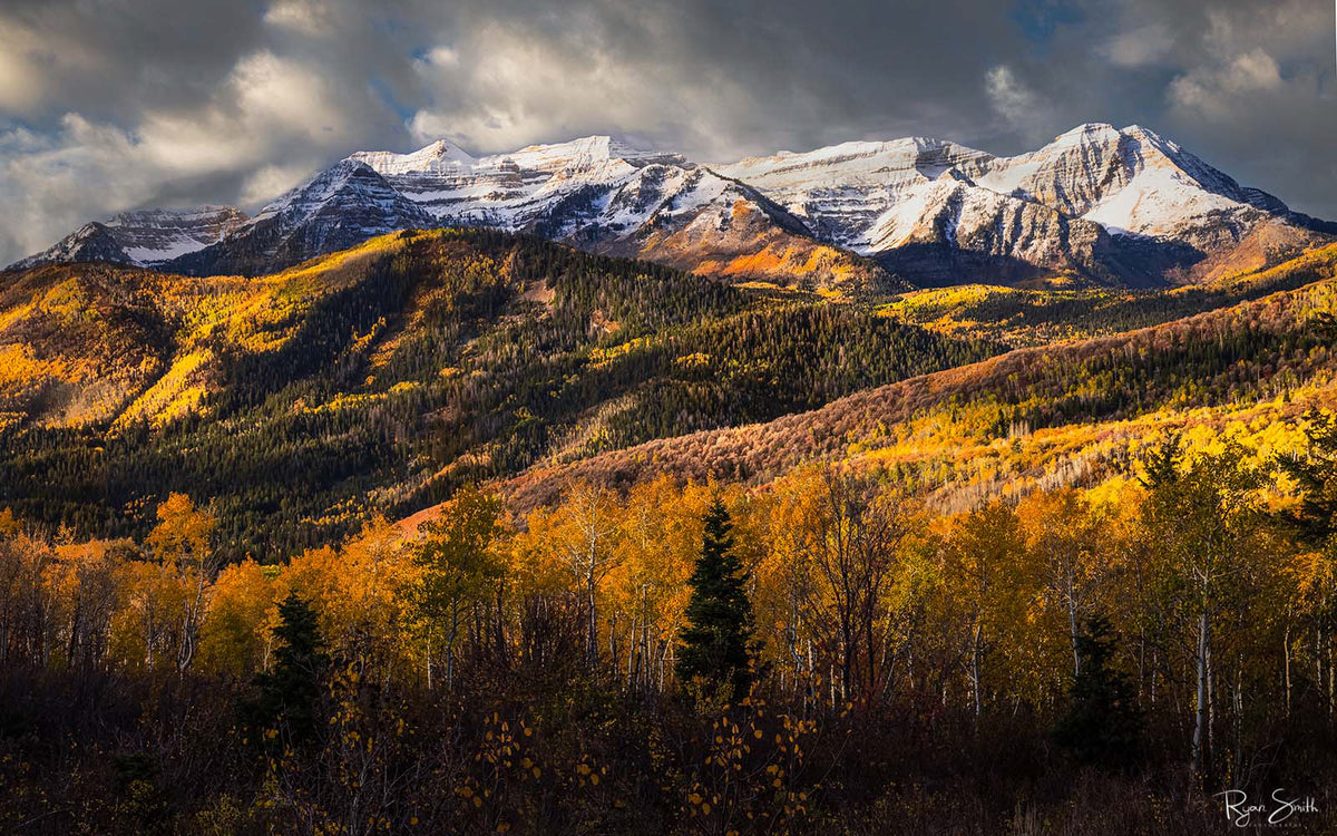 Timpanogos Gold - Mt Timpanogos, UT