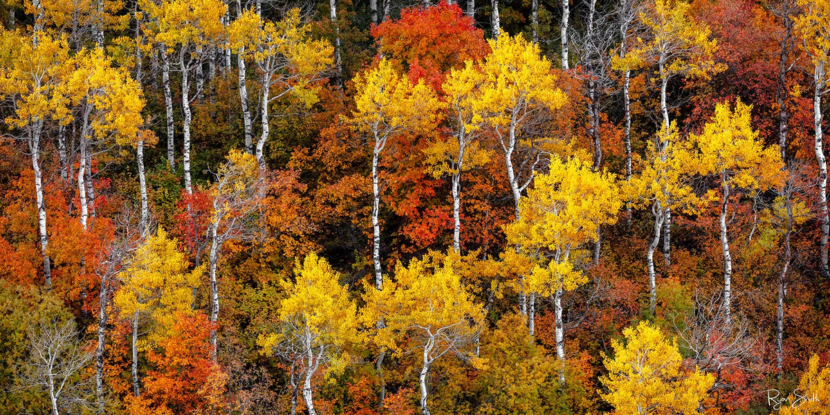Autumn Brushed Pano - Park City, Utah
