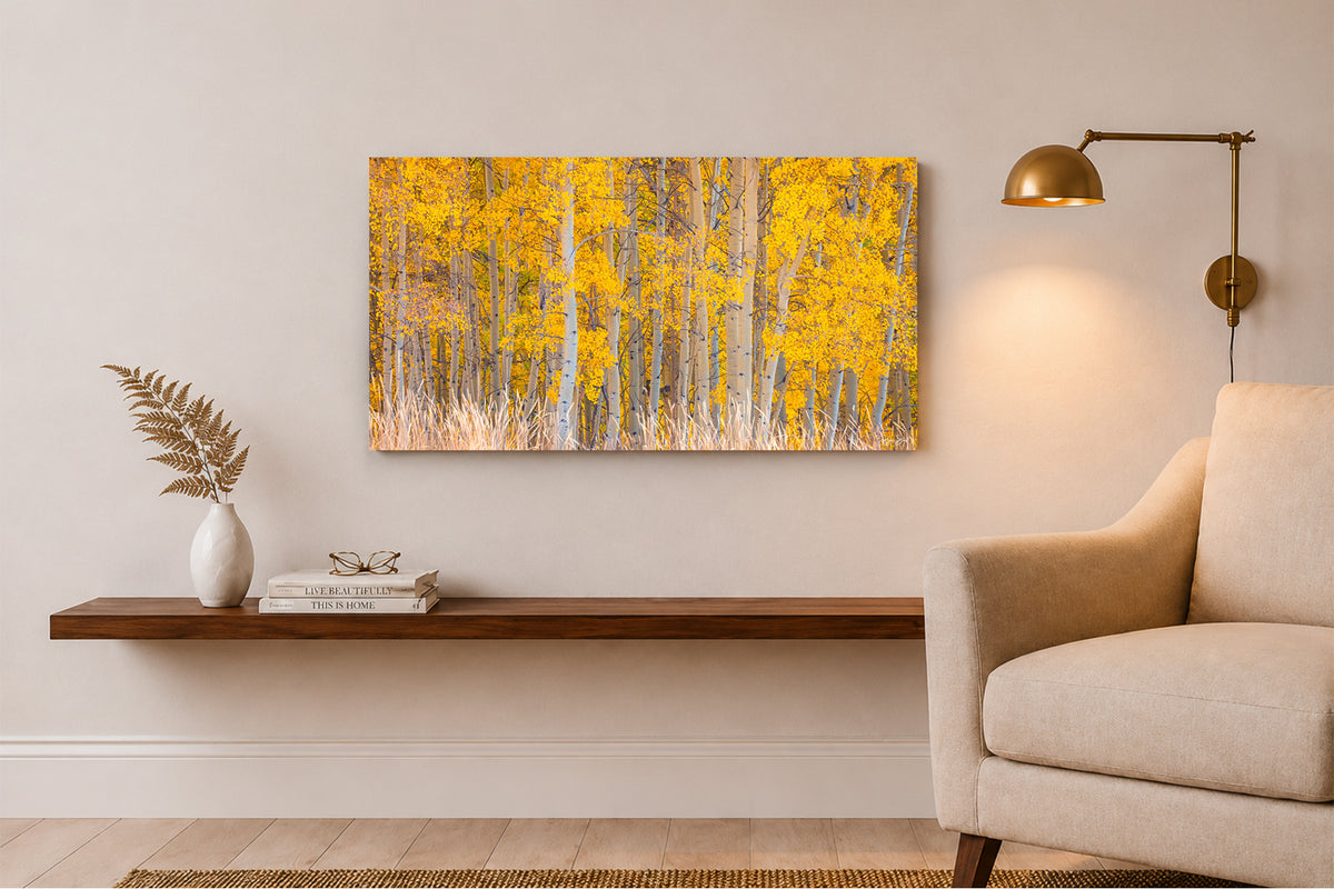 Fray | Aspen Tree Photography for Sale - Ridgway, CO