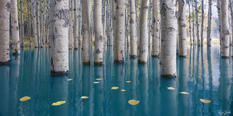 The Wonder of Trees