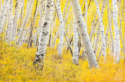 Aspen Crossing - Ridgway, CO