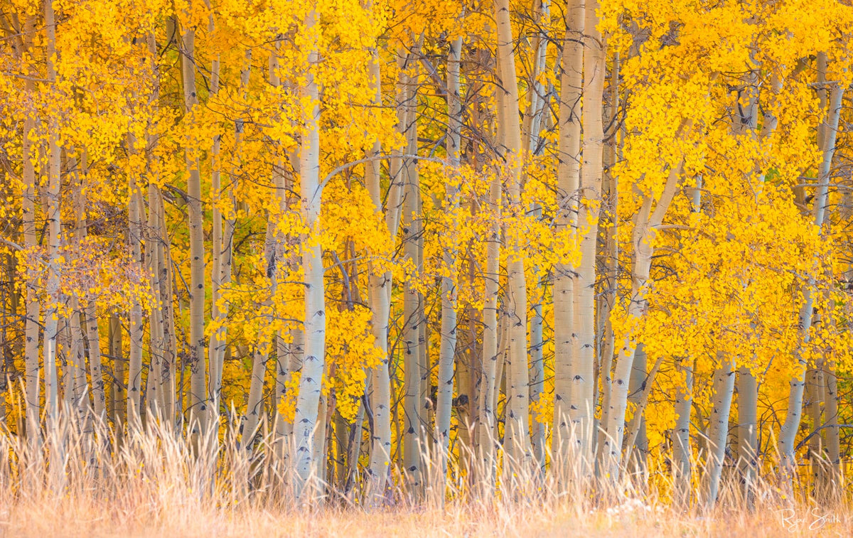 Fray | Aspen Tree Photography for Sale - Ridgway, CO