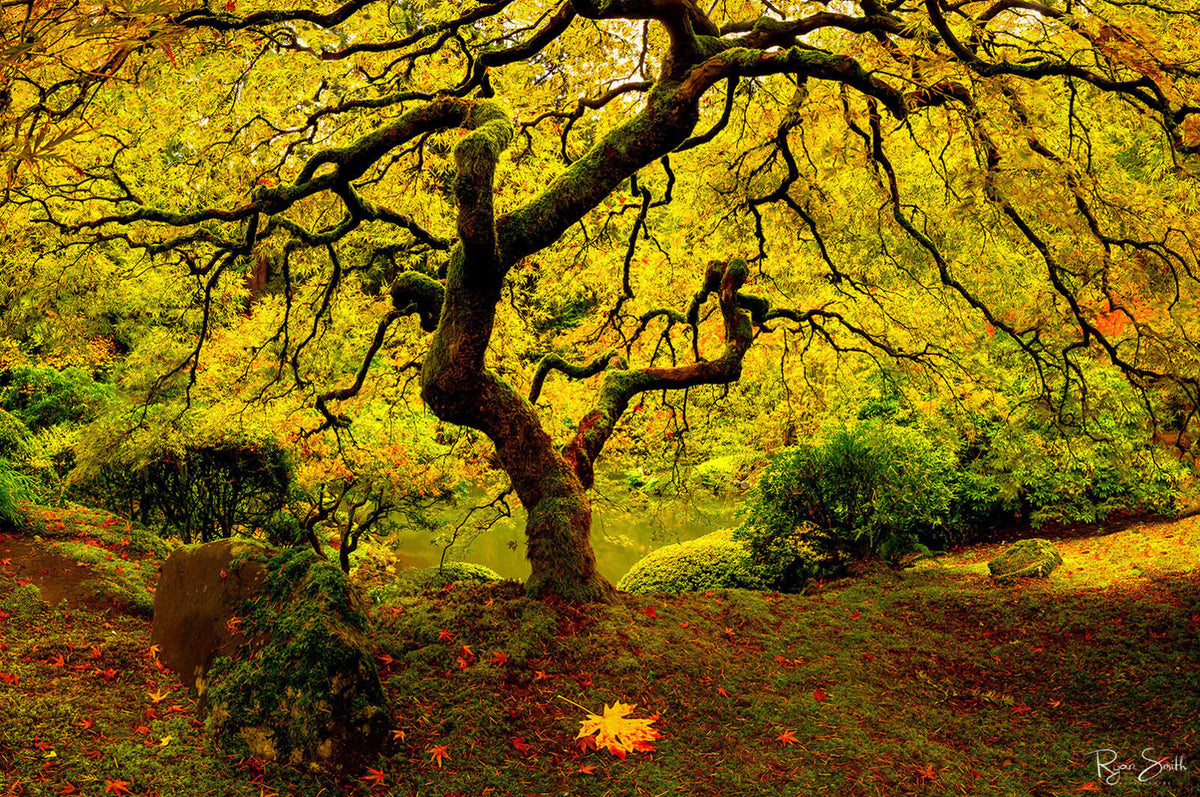 Tree Of Light - Portland, OR