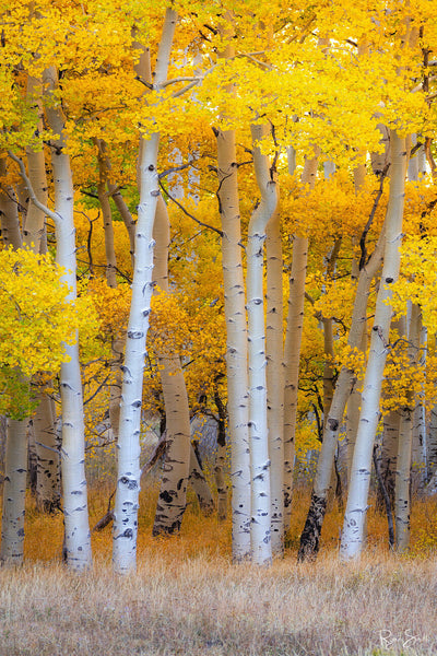 Aspen Stand- Park City, UT