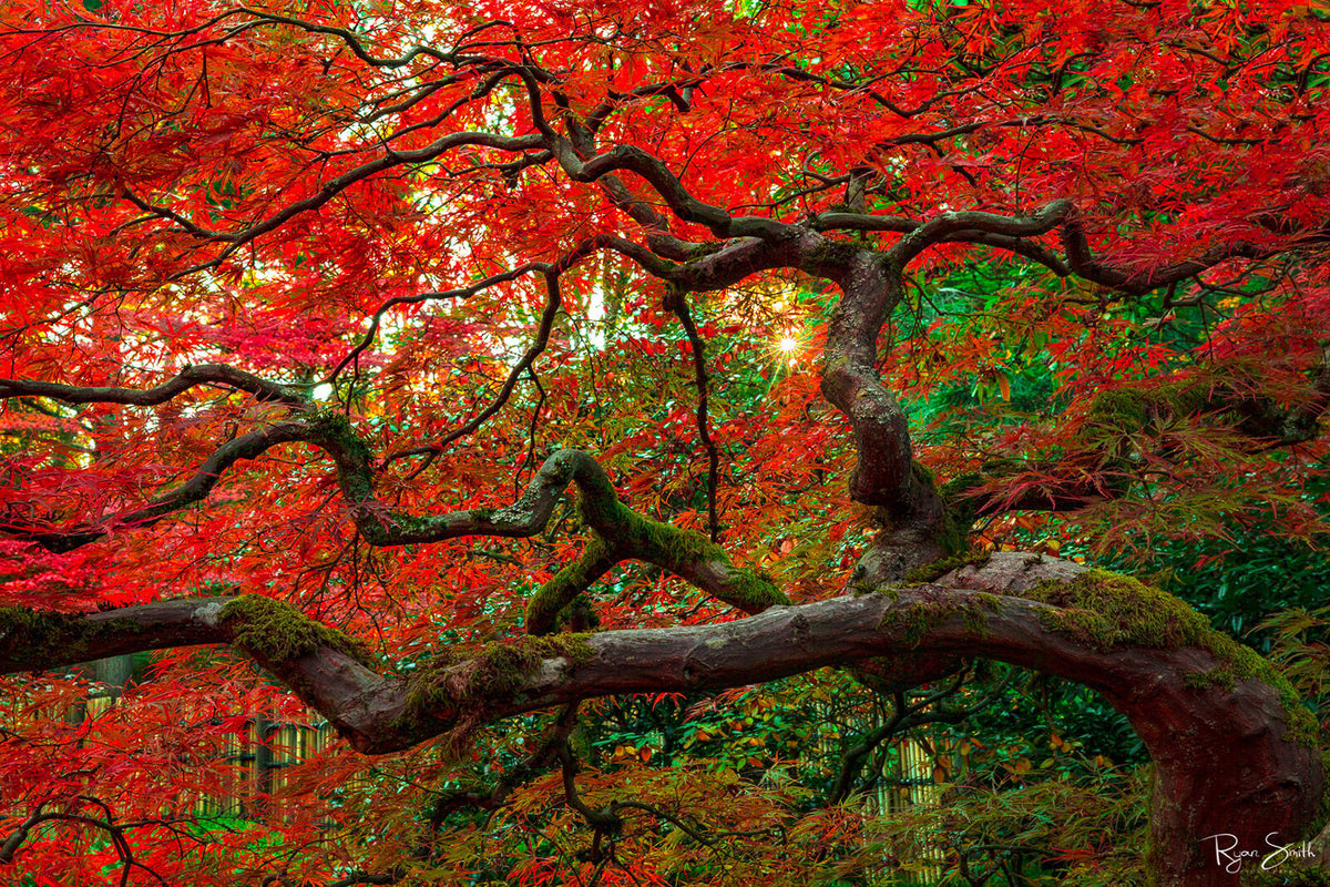 Red Maple - Seattle, WA