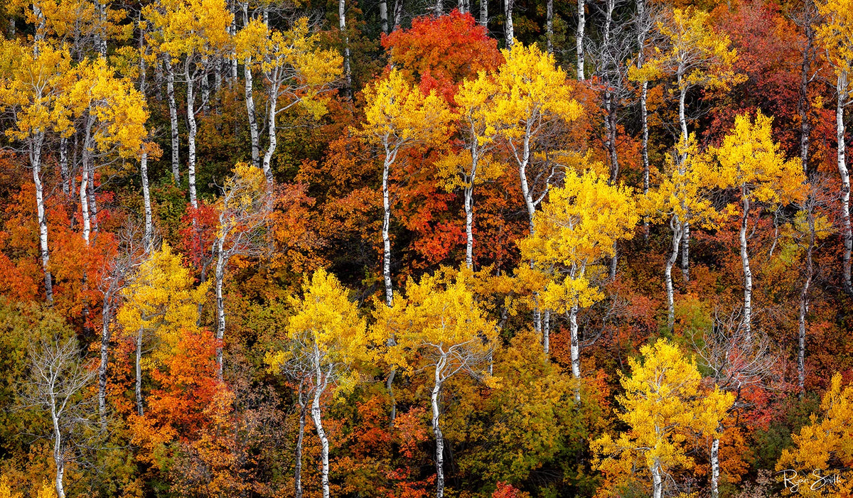 Autumn Brushed - Park City, UT