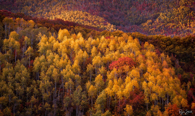 Hills of Gold - Park City, UT