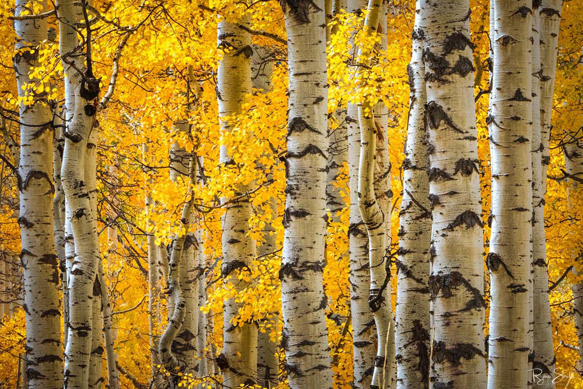 Zest - Telluride, CO