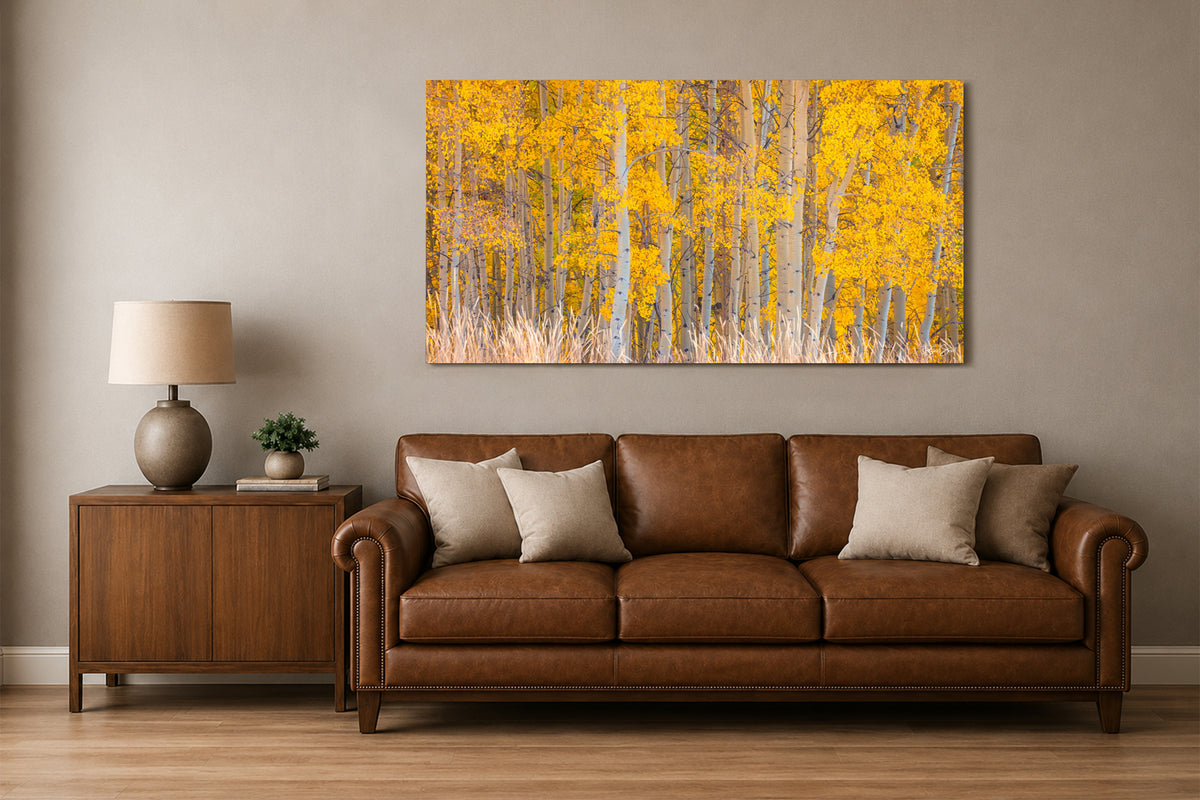 Fray | Aspen Tree Photography for Sale - Ridgway, CO