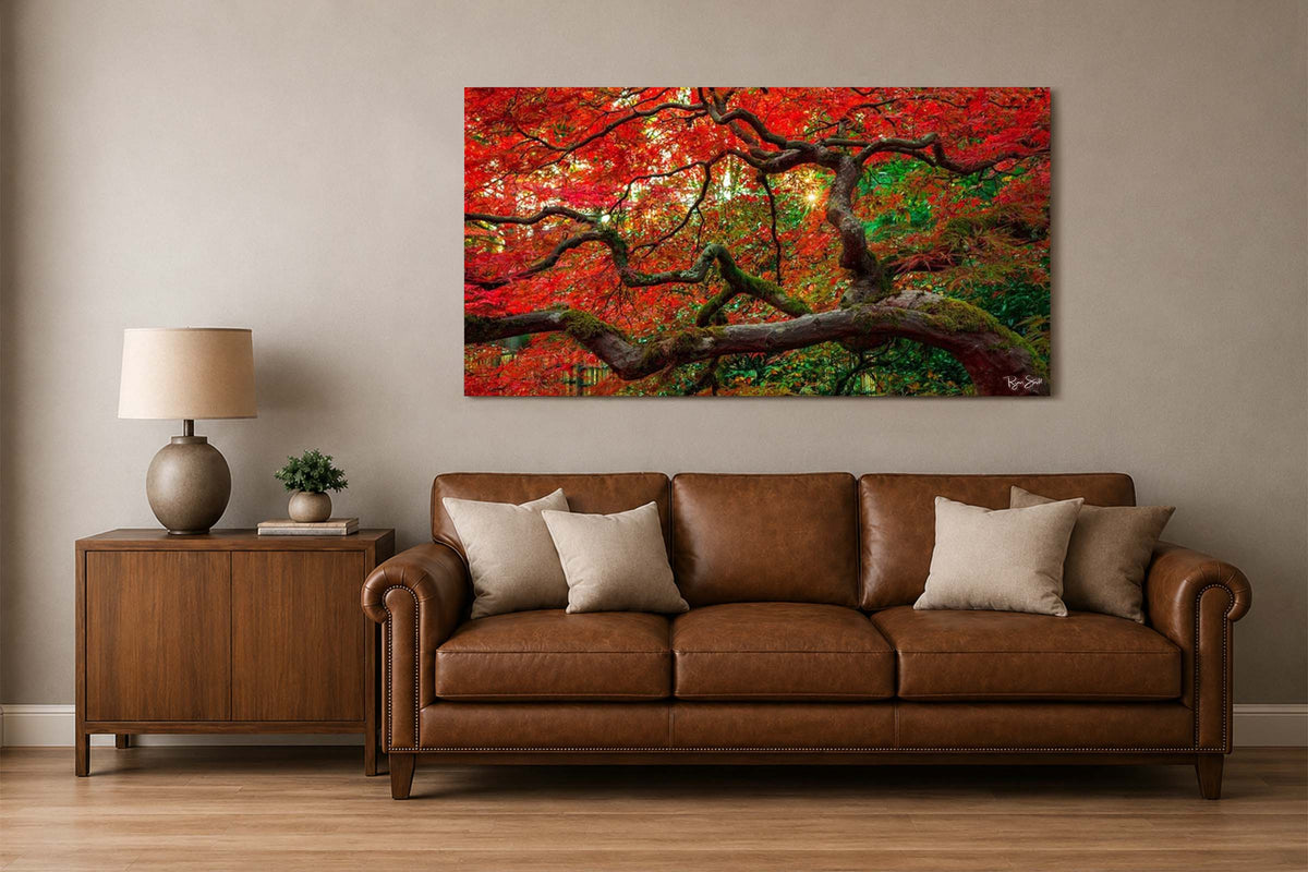 Red Maple - Seattle, WA