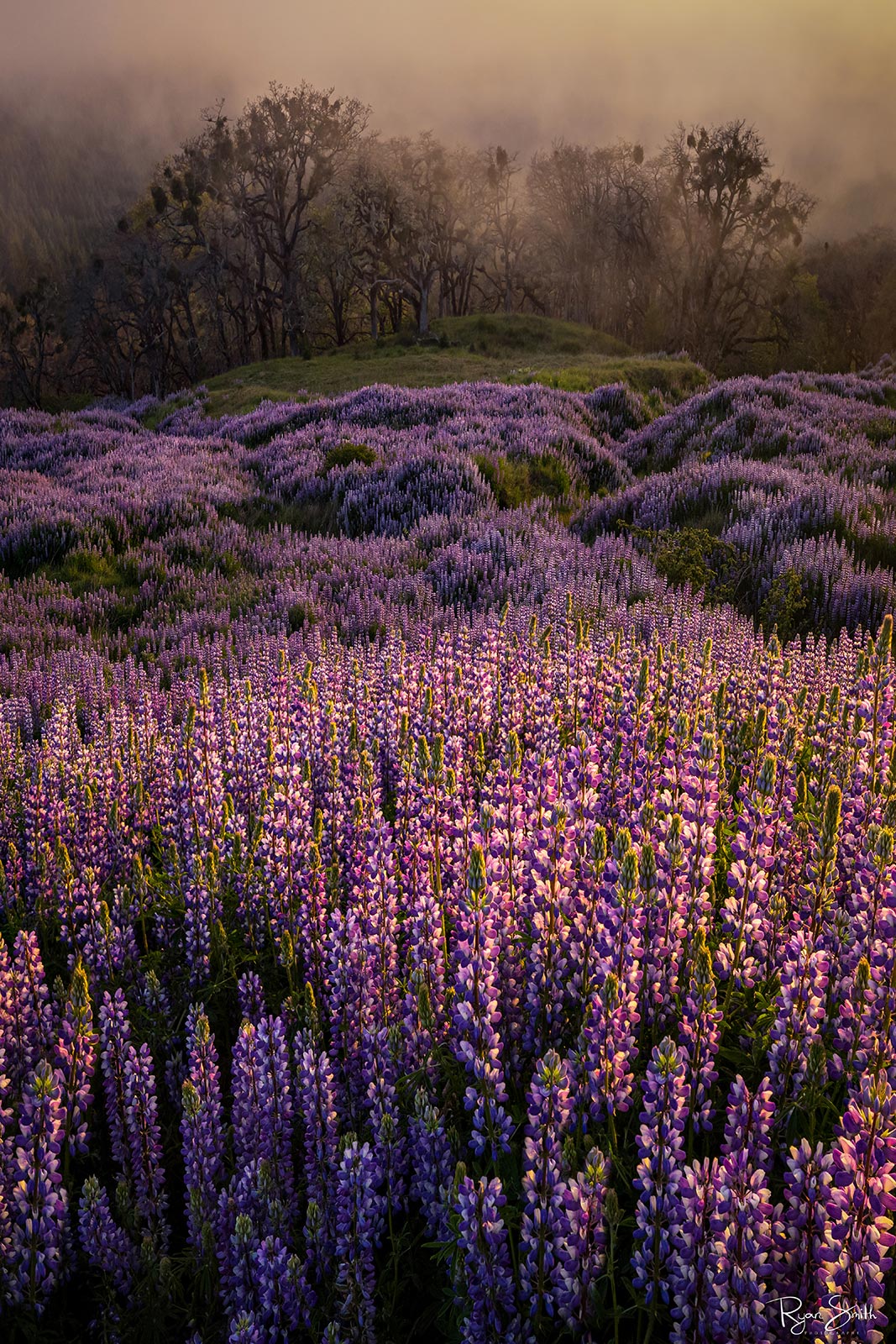 Lost In Emotion - Bald Hills, CA