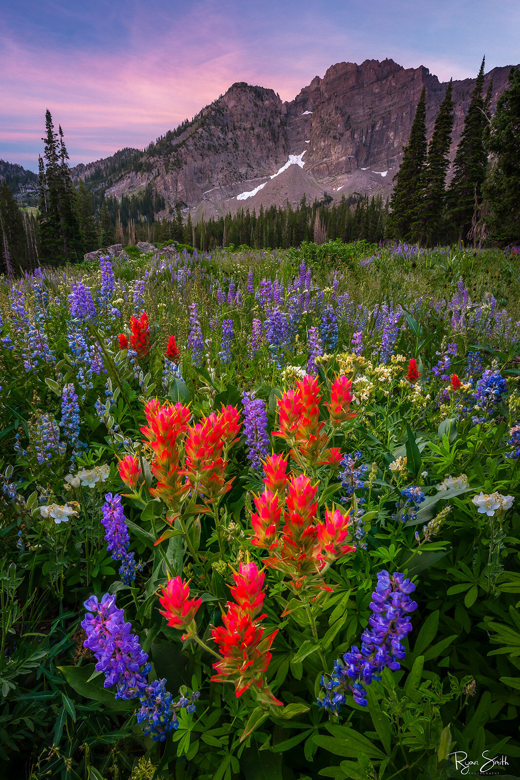 Albion Bloom - Alta, Utah