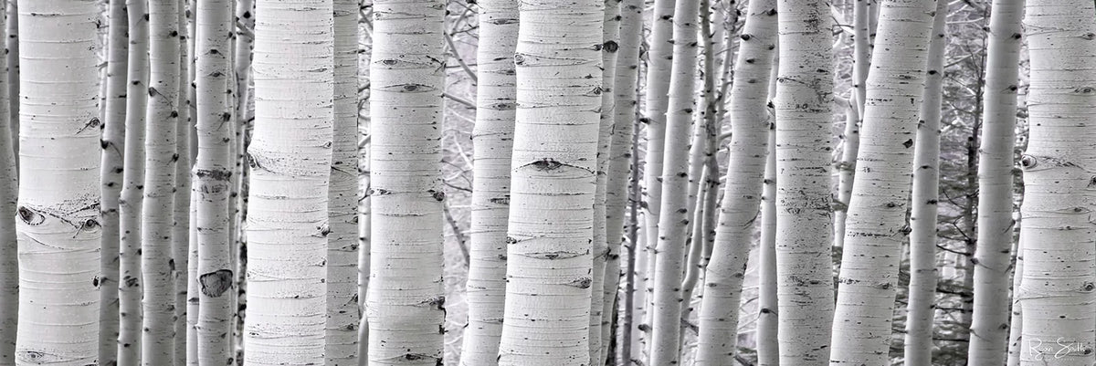 Aspen White Pano