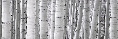 Aspen White Pano