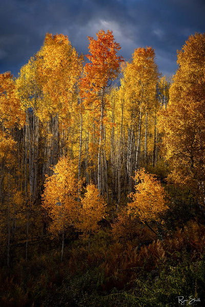 Aspen Fire - Ridgway, CO