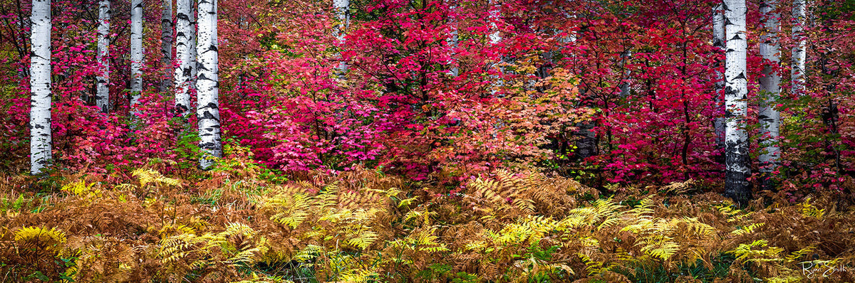 Red Fern Meadow Pano - Park City, UT