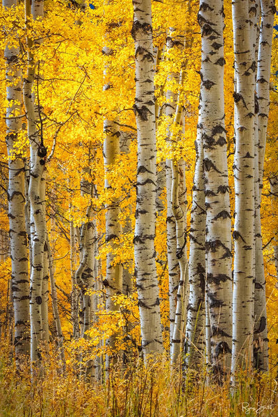 Zest Vertical - Telluride, CO