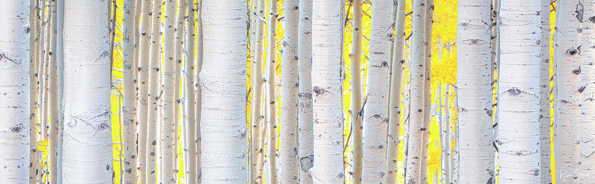 Aspen Yellow - Ridgway, CO