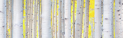 Aspen Yellow - Ridgway, CO