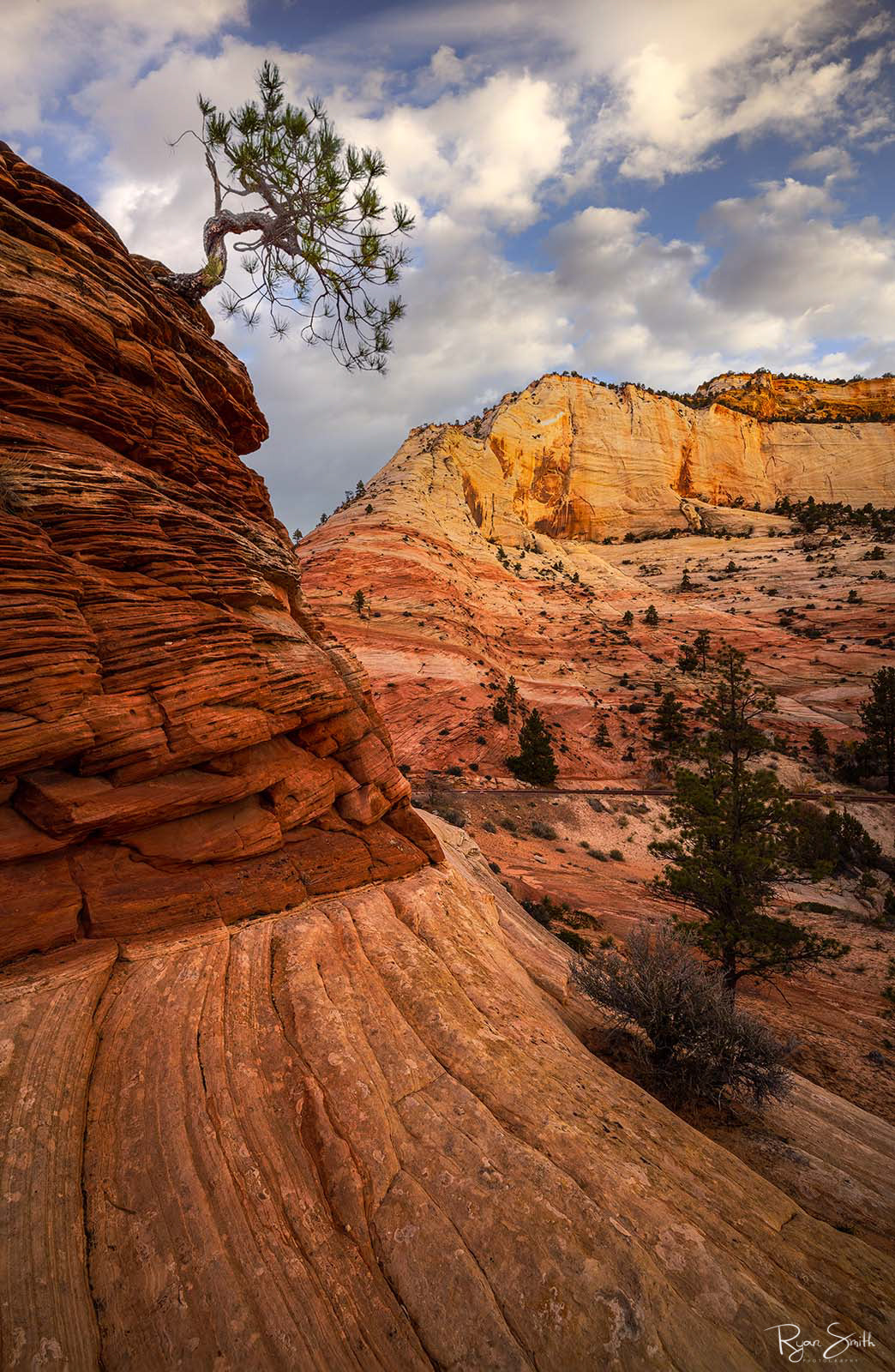 Bonsai - Zion National Park