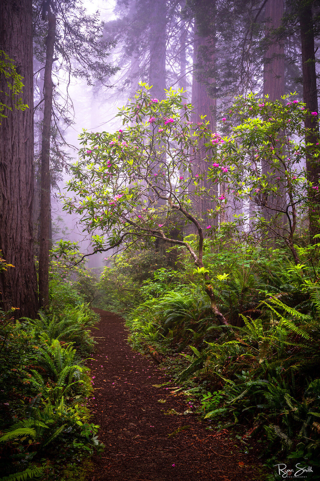 Blooming - Redwoods National Park