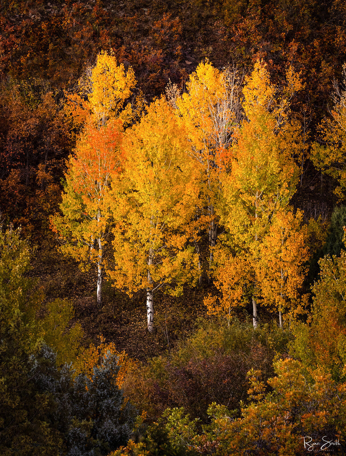 Harmony - Dallas Divide, CO