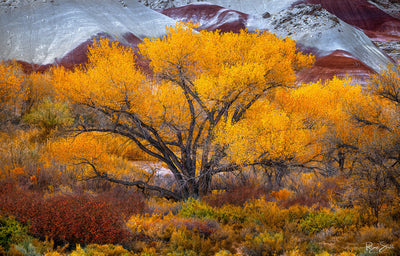 Majestic - Capital Reef National Park