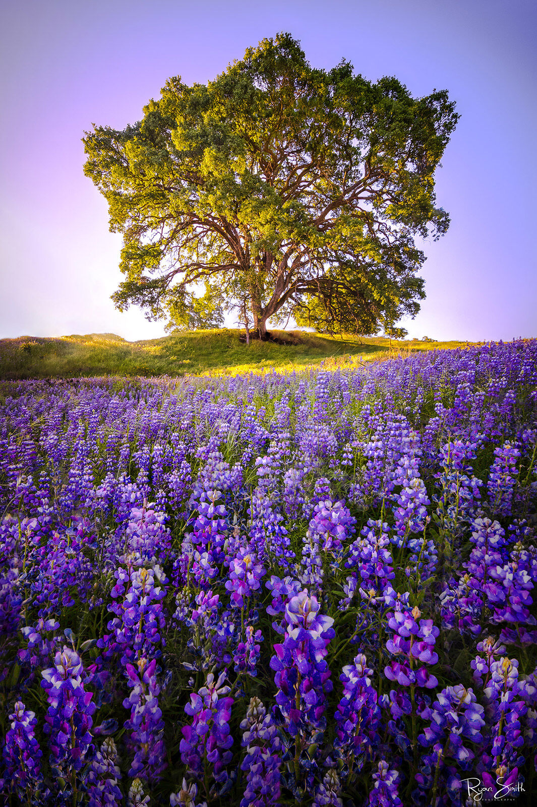 Lupine Tree Folsom - Folsom Lake, CA