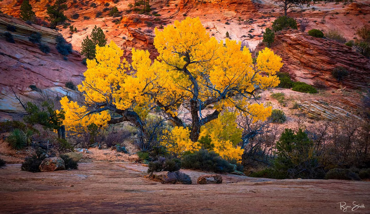 Glory Pano - Zion National Park