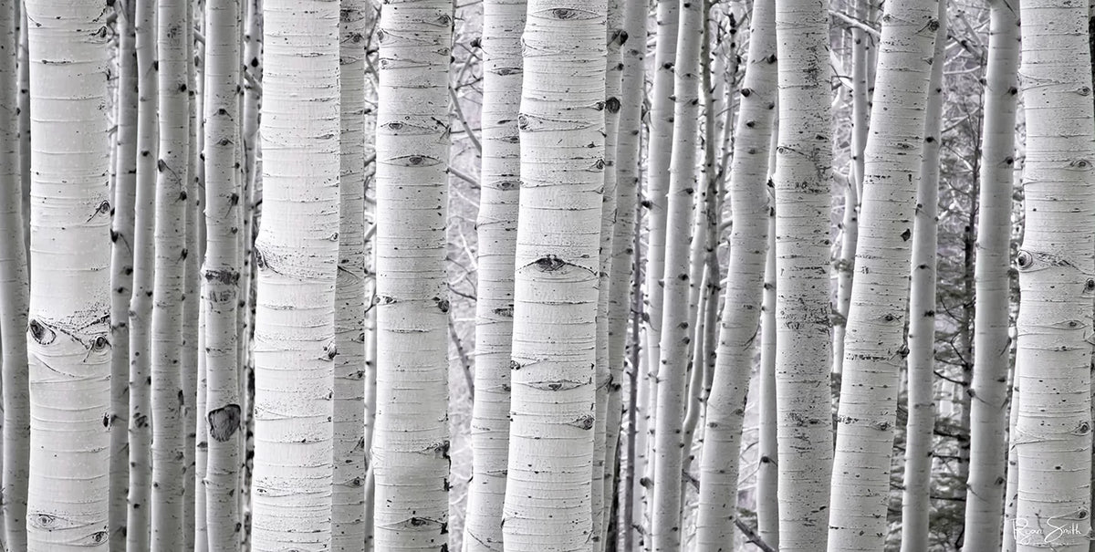 Aspen White - Telluride, CO