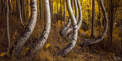 Aspen Dance 2 - Telluride, Colorado