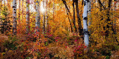 Aspen Sunburst Pano - Park City, UT