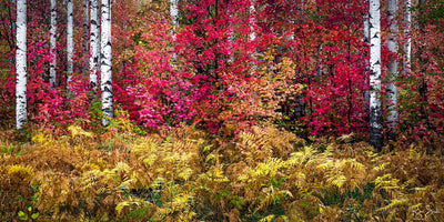 Red Fern Meadow Park City, UT