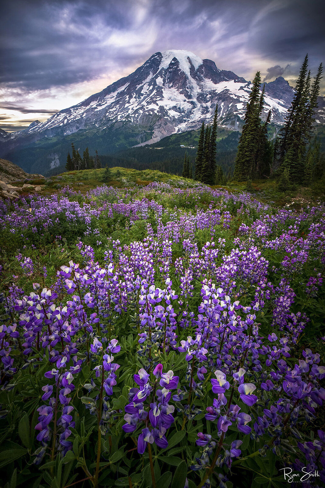 Mountain Majesty - Mount Rainier National Park