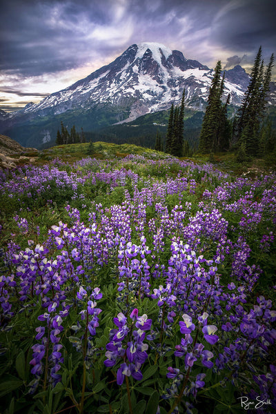 Mountain Majesty - Mount Rainier National Park