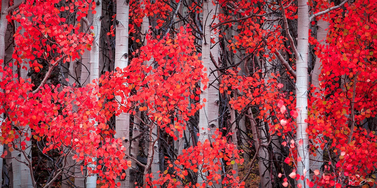 Blush Pano - Ouray, CO