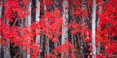 Blush Pano - Ouray, CO