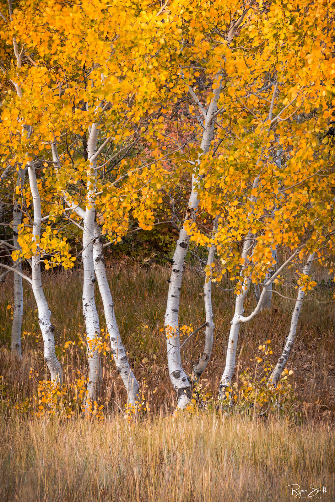 Yellow Aspen - Park City, UT