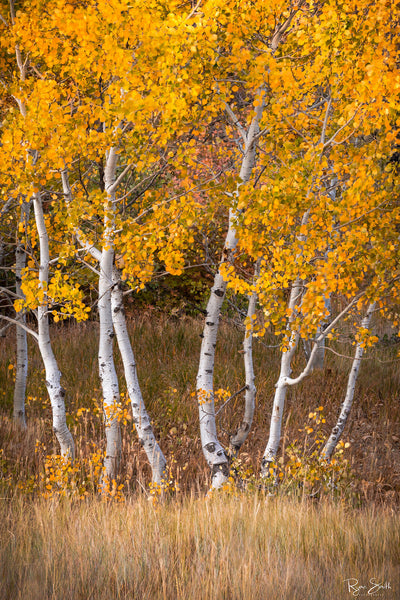 Yellow Aspen - Park City, UT
