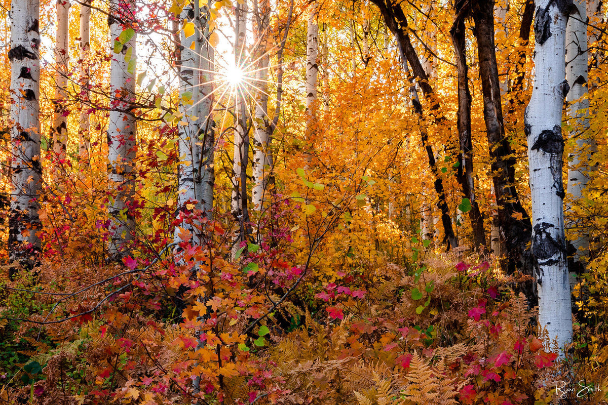 Aspen Sunburst 2 - Park City, UT