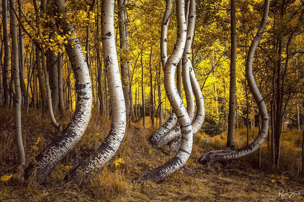 Aspen Dance - 1:2 Format - Telluride, CO