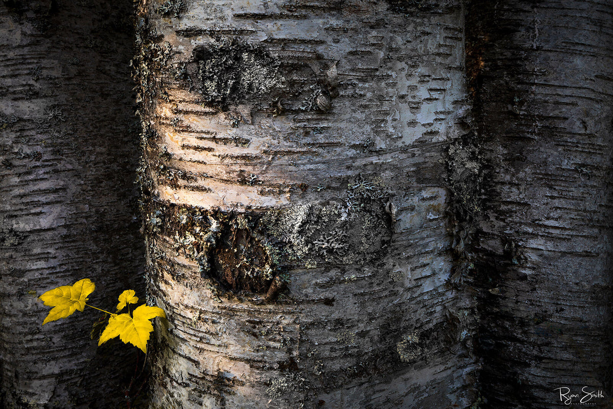 Birch Yellow - Glacier National Park