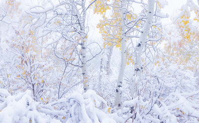 Frozen Gold - Park City, UT