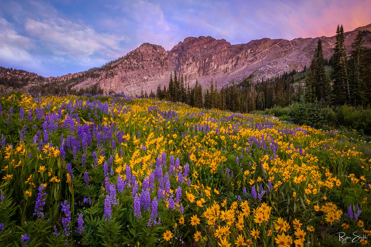 Albion Sundance - Albion Basin, Utah