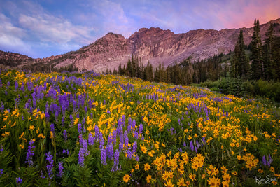 Albion Sundance - Albion Basin, Utah