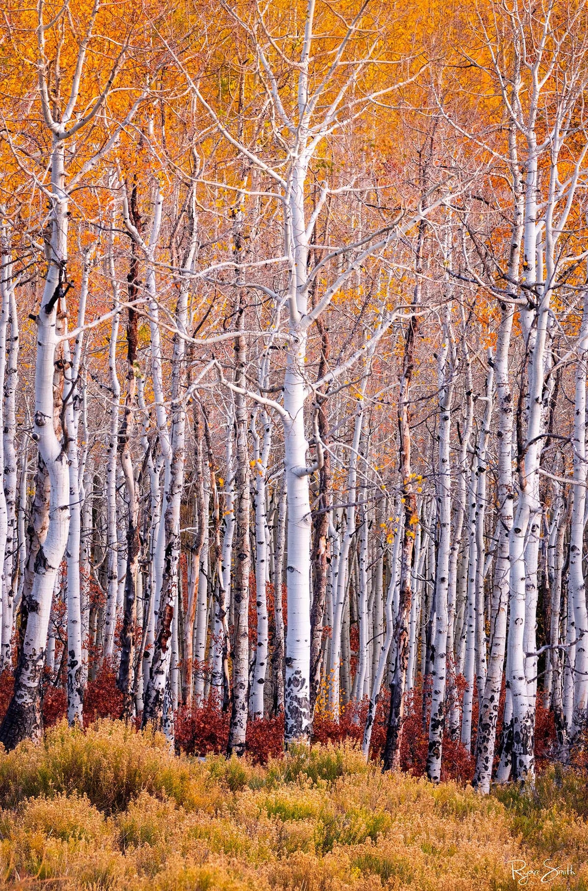 Alchemy - Telluride, CO
