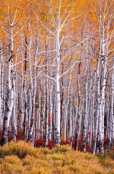 Alchemy - Telluride, CO
